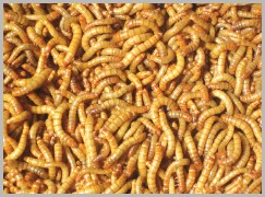 供应进口蝇蛆干 黄粉虫